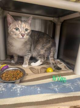 Domestic Short Hair Cats Available for Adoption - Sissy | PetCurious