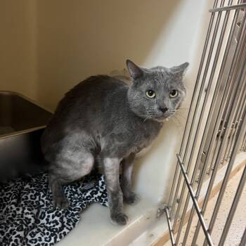 Jinx -  Domestic Short Hair Cat for Adoption in Madison, Wisconsin - Jinx | PetCurious