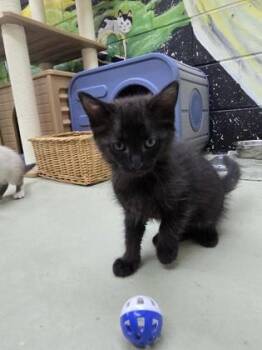 Pistachio -  Domestic Short Hair Cat for Adoption in Savannah, Georgia - Pistachio | PetCurious