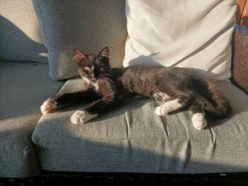 Rescue Domestic Short Hair Cats for Adoption in Villa Park, California - Chip | PetCurious