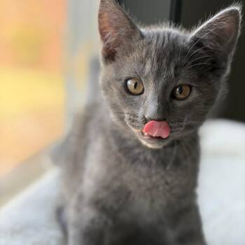 Rocky -  Domestic Short Hair Cat for Adoption in Keizer, Oregon - Rocky | PetCurious