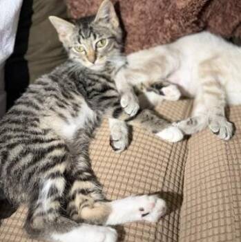 Boots -  Domestic Short Hair Cat for Adoption in Houston, Texas - Boots | PetCurious