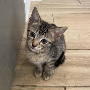 Harry Potter -  Domestic Short Hair Cat for Adoption in Prosper, Texas - Harry Potter | PetCurious