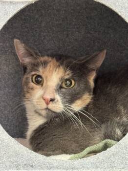 Rescue Domestic Short Hair Cats for Adoption in Roseville, California - Dusty | PetCurious