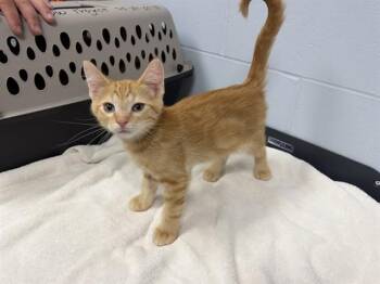 BOOKER -  Domestic Medium Hair Cat for Adoption in Ames, Iowa - BOOKER | PetCurious