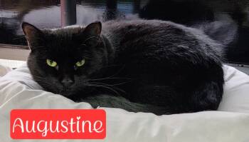 Rescue Domestic Short Hair Cats for Adoption in Jim Thorpe, Pennsylvania - Augustine | PetCurious