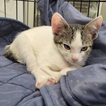 WAGS-Stray-21621 -  Domestic Short Hair Cat for Adoption in Westminster, California - WAGS-Stray-21621 | PetCurious
