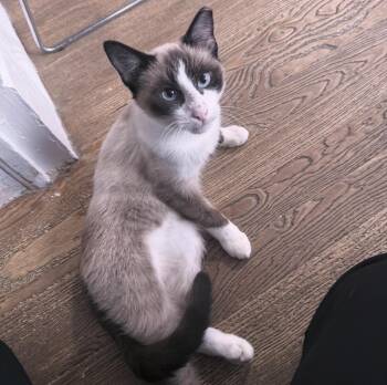 Oslo -  Snowshoe and Siamese Cat for Adoption in Berkeley Springs, West Virginia - Oslo | PetCurious