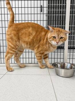 Mr. Crusty -  Domestic Short Hair Cat for Adoption in Covington, Louisiana - Mr. Crusty | PetCurious