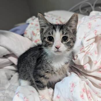 Zev -  Domestic Short Hair Cat for Adoption in Lexington, Kentucky - Zev | PetCurious