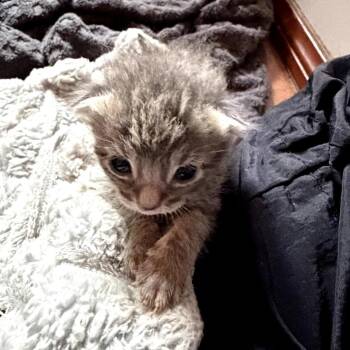 Domestic Short Hair Cats Available for Adoption in Long Beach, California - Sahara | PetCurious