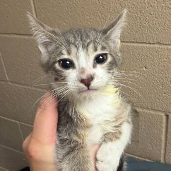 Dodger -  Domestic Short Hair Cat for Adoption in Stillwater, Oklahoma - Dodger | PetCurious