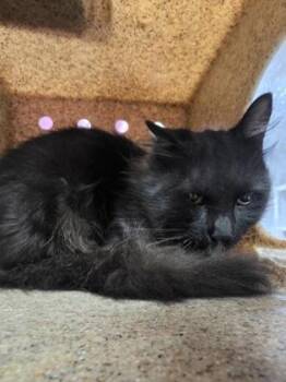 Dreads -  Domestic Long Hair and Domestic Short Hair Cat for Adoption in Houston, Texas - Dreads | PetCurious