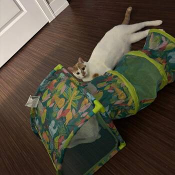 Snowflake -  American Shorthair Cat for Adoption in Helena, Alabama - Snowflake | PetCurious