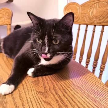 Flash -  Domestic Short Hair Cat for Adoption in Lynchburg, Virginia - Flash | PetCurious