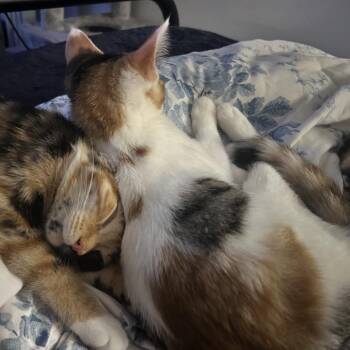 Duchess -  Domestic Short Hair Cat for Adoption in Newborn, Georgia - Duchess | PetCurious