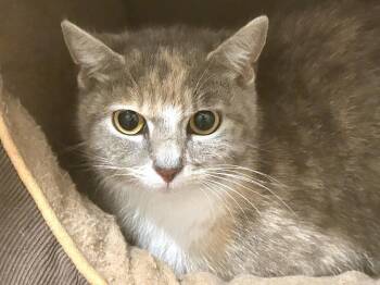 Bootsie -  Domestic Short Hair Cat Available for Adoption in Mooresville, North Carolina - Bootsie | PetCurious