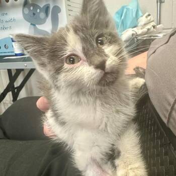 Couture C11673 -  Domestic Medium Hair Cat for Adoption - Couture C11673 | PetCurious