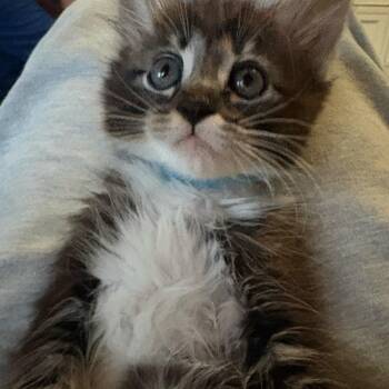 Opposite -  Domestic Medium Hair Cat for Adoption in Westminster, California - Opposite | PetCurious