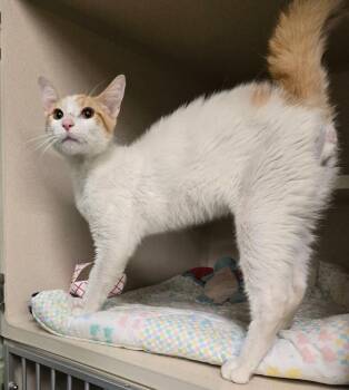 Chuckie -  Domestic Short Hair Cat for Adoption in New Rochelle, New York - Chuckie | PetCurious