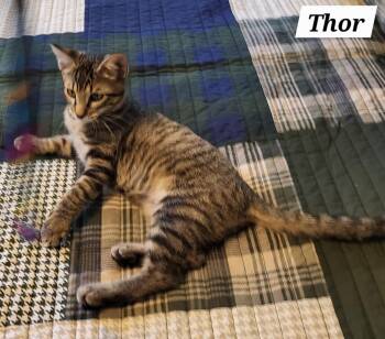 Rescue Tabby and Domestic Short Hair Cats for Adoption in Spring, Texas - Thor - Kuykendahl Petsmart | PetCurious