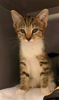 SIAMANG -  Domestic Short Hair Cat for Adoption in Leesburg, Virginia - SIAMANG | PetCurious
