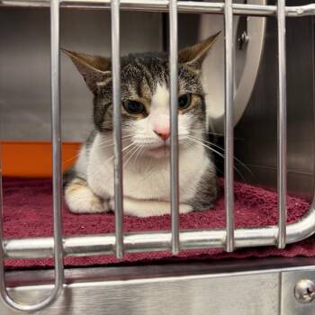Domestic Short Hair Cats Available for Adoption in Port Charlotte, Florida - Mina | PetCurious