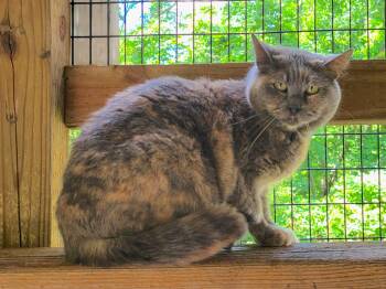 Nahla -  Dilute Tortoiseshell Cat for Adoption in Westbrook, Connecticut - Nahla | PetCurious