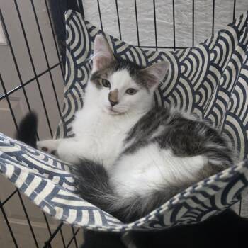 Dorito -  Domestic Long Hair Cat for Adoption in Reeseville, Wisconsin - Dorito | PetCurious