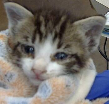 Rescue Domestic Short Hair Cats for Adoption in Dallas, Texas - TOPH | PetCurious