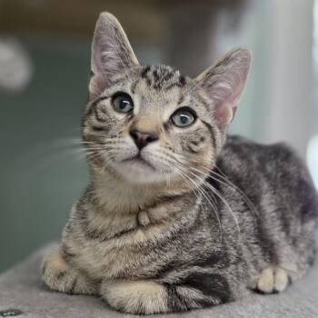 Chaz -  Domestic Short Hair Cat for Adoption in Pittsford, Vermont - Chaz | PetCurious