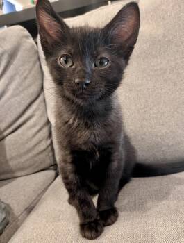 Falstaff -  Domestic Short Hair Cat for Adoption in San Francisco, California - Falstaff | PetCurious