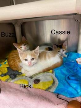 Buzz -  Domestic Short Hair Cat for Adoption in Hobart, Indiana - Buzz | PetCurious