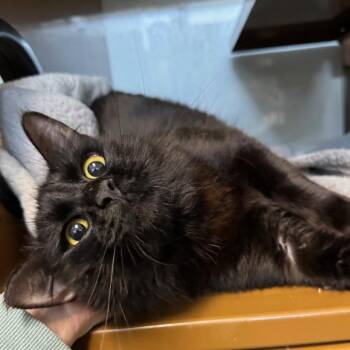 Domestic Short Hair Cats Available for Adoption in Richmond, California - SALEM | PetCurious