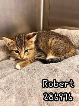 Rescue Domestic Short Hair Cats for Adoption in Macon, Georgia - ROBERT | PetCurious