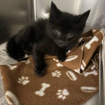 Sam -  Domestic Short Hair Cat Available for Adoption in Elberon, Virginia - Sam | PetCurious