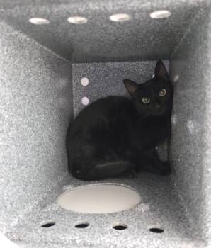 Hops -  Domestic Short Hair Cat for Adoption in Athens, Tennessee - Hops | PetCurious