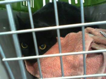 BELLA -  Domestic Short Hair Cat for Adoption in Charlotte, North Carolina - BELLA | PetCurious