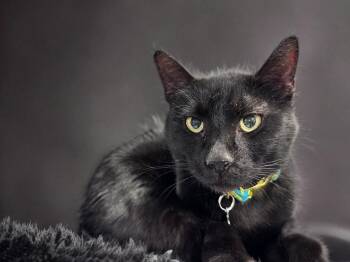 Domestic Short Hair Cats Available for Adoption - Otis | PetCurious