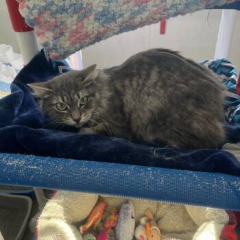 Domestic Long Hair Cats Available for Adoption - Miso | PetCurious