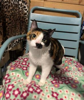 Sunny -  Domestic Short Hair Cat for Adoption in Temecula, California - Sunny | PetCurious