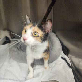 Patsy -  Domestic Short Hair Cat for Adoption in Evensville, Tennessee - Patsy | PetCurious