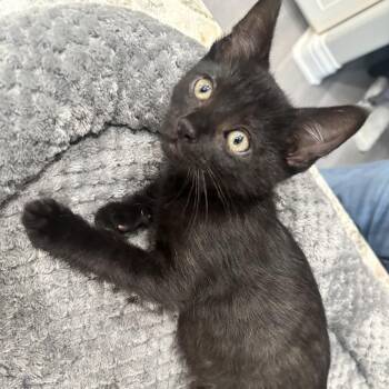 Duke -  Siamese and Domestic Short Hair Cat for Adoption in Tustin, California - Duke | PetCurious