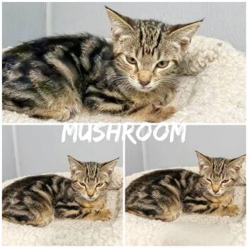 Mushroom -  Domestic Medium Hair Cat for Adoption in Saint James, Missouri - Mushroom | PetCurious