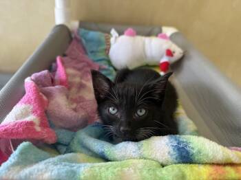 Habib -  Domestic Short Hair Cat for Adoption in Berkeley, California - Habib | PetCurious
