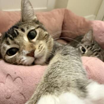Sesame -  Domestic Short Hair Cat for Adoption in Tampa, Florida - Sesame | PetCurious