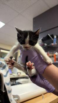 Nile -  Domestic Short Hair Cat for Adoption in West Chester, Pennsylvania - Nile | PetCurious