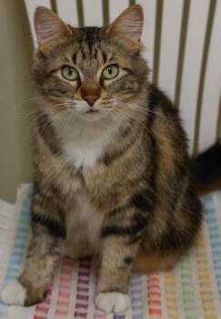 Pretty-Pretty -  Domestic Long Hair and Domestic Short Hair Cat for Adoption in Verona, Wisconsin - Pretty-Pretty | PetCurious