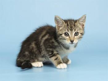 Domestic Short Hair Cats Available for Adoption in Phoenix, Arizona - ZOOMER | PetCurious