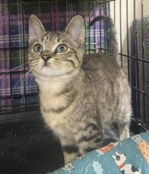 Sumiko (SH) -  American Shorthair Cat for Adoption in Schertz, Texas - Sumiko (SH) | PetCurious